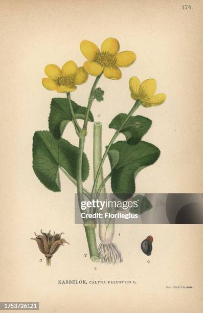 Kingcup or marsh marigold, Caltha palustris. Chromolithograph from Carl Lindman's 'Bilder ur Nordens Flora' , Stockholm, Wahlström & Widstrand, 1905....