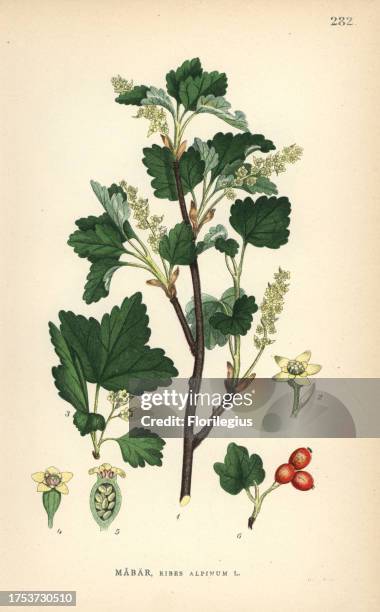 Native Alpine Currant 13 Alpine Currant Stock Photos, High-Res Pictures, and Images - Getty ...