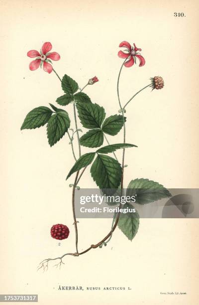 Arctic Raspberry Pictures 24 Rubus Arcticus Stock Photos, High-Res Pictures, and Images - Getty ...