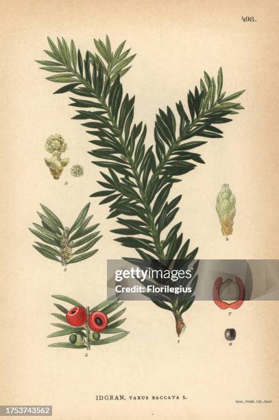 Yew tree, Taxus baccata. Chromolithograph from Carl Lindman's 'Bilder ur Nordens Flora' , Stockholm, Wahlstrom & Widstrand, 1905. Lindman was...