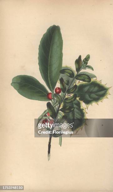 Christmas wreath of box, laurel and holly, Buxus sempervirens, Prunus laurocerasus, and Ilex aquifolium. Handcoloured botanical illustration drawn...