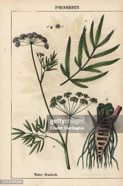 Water hemlock showing leaves, root structure and flowers. Cicuta virosa Chromolithograph from 'The Instructive Picturebook, or Lessons from the...