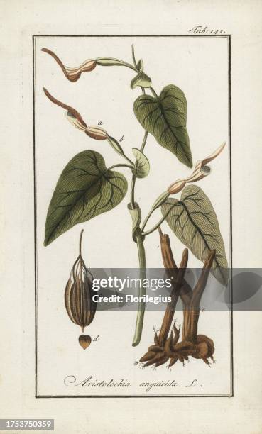 Harlequin dutchman's pipe, Aristolochia anguicida, native to the Caribbean. Handcoloured copperplate botanical engraving from Johannes Zorn's...