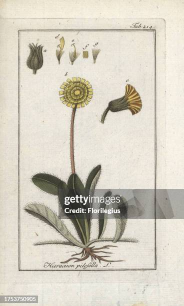 Mouse-ear hawkweed, Pilosella officinarum. Handcoloured copperplate botanical engraving from Johannes Zorn's 'Afbeelding der Artseny-Gewassen,' Jan...