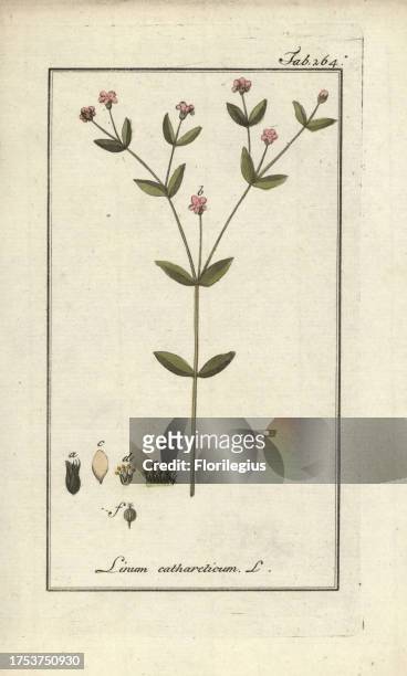 Fairy flax, Linum catharticum. Handcoloured copperplate botanical engraving from Johannes Zorn's 'Afbeelding der Artseny-Gewassen,' Jan Christiaan...