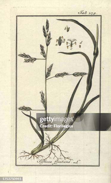 Water mannagrass, Glyceria fluitans. Handcoloured copperplate botanical engraving from Johannes Zorn's 'Afbeelding der Artseny-Gewassen,' Jan...