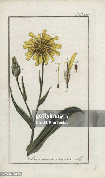 Viper's grass, Scorzonera humilis. Handcoloured copperplate botanical engraving from Johannes Zorn's 'Afbeelding der Artseny-Gewassen,' Jan...