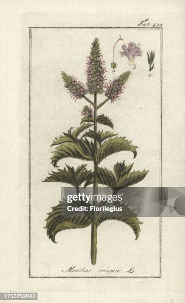 Wrinkled-leaf mint, Mentha crispata. Handcoloured copperplate botanical engraving from Johannes Zorn's 'Afbeelding der Artseny-Gewassen,' Jan...