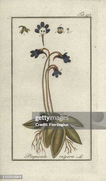 Common butterwort, Pinguicula vulgaris. Handcoloured copperplate botanical engraving from Johannes Zorn's 'Afbeelding der Artseny-Gewassen,' Jan...