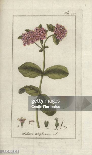 Orpine or livelong, Hylotelephium telephium. Handcoloured copperplate botanical engraving from Johannes Zorn's 'Afbeelding der Artseny-Gewassen,' Jan...