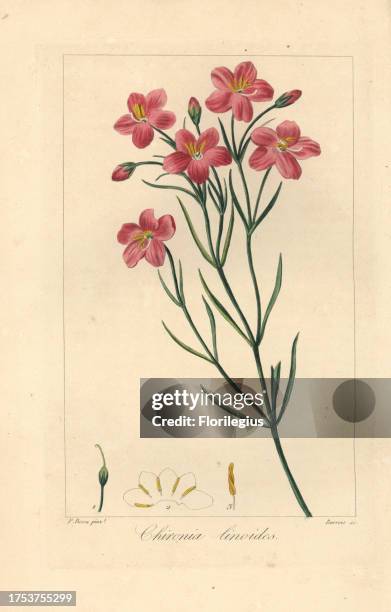 Native Bitter Root 134 Lamateur Stock Photos, High-Res Pictures, and Images - Getty Images