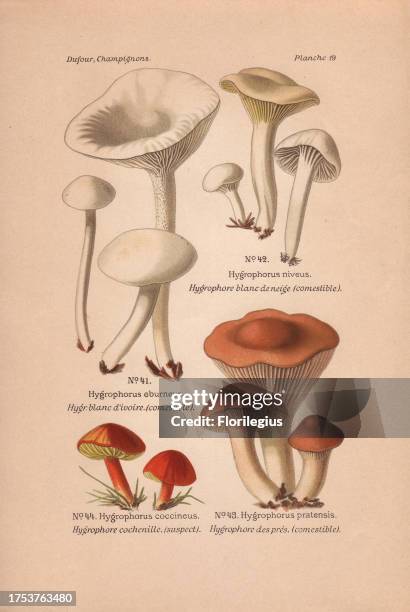 Hygrophorus eburneus, H. Niveus and H. Pratensis. And suspect H. Coccineus. Chromolithograph from Leon Dufour's 'Atlas des Champignons Comestibles et...