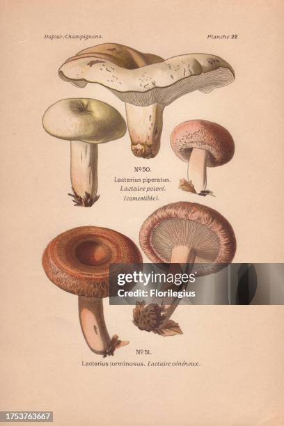 Edible peppery mik-cap Lactarius piperatus and the poisonous woolly milk-cap Lactarius torminosus. Chromolithograph from Leon Dufour's 'Atlas des...