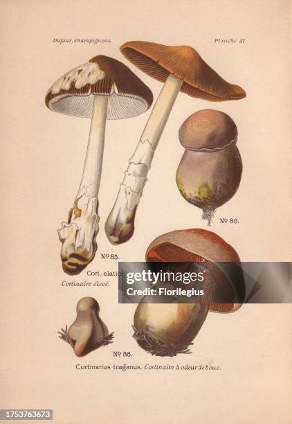 Cortinar or webcap mushrooms: long-stemmed Cortinarius elatior and bulbous brown Cortinarius traganus. Chromolithograph from Leon Dufour's 'Atlas des...