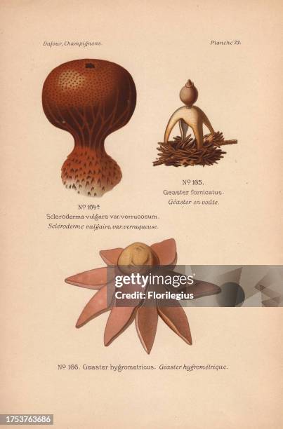 The earthball Scleroderma vulgare var. Verrucosum, and the earthstar mushrooms Geaster fornicatus and Geaster hygrometricus. Chromolithograph from...