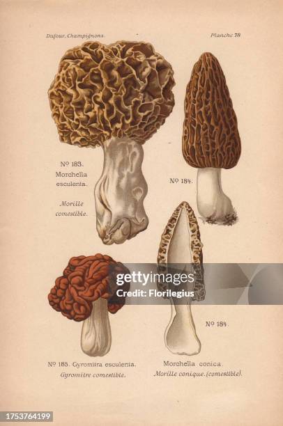 Edible yellow and black morel mushrooms: Morchella esculenta, M. Conica and Gyromitra esculenta. Chromolithograph from Leon Dufour's 'Atlas des...