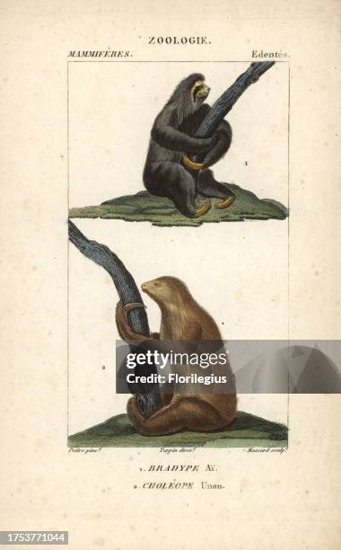 Maned three-toed sloth, Bradypus torquatus , and Linnaeus's two-toed sloth, Choloepus didactylus. Handcoloured copperplate stipple engraving from...