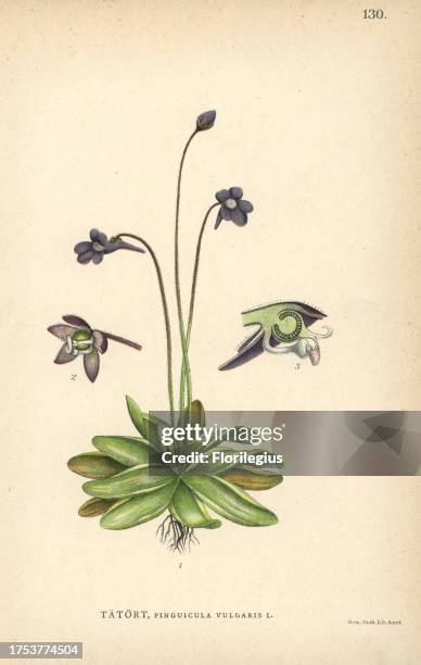 Common butterwort, Pinguicula vulgaris. Chromolithograph from Carl Lindman's 'Bilder ur Nordens Flora' , Stockholm, Wahlström & Widstrand, 1905....
