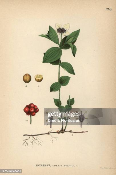 Swedish cornel or bunchberry, Cornus suecica. Chromolithograph from Carl Lindman's 'Bilder ur Nordens Flora' , Stockholm, Wahlström & Widstrand,...