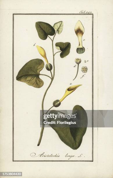 Long aristolochia or sarrasine, Aristolochia longa. Handcoloured copperplate botanical engraving from Johannes Zorn's 'Afbeelding der...