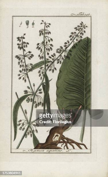 Western dock, Rumex aquaticus. Handcoloured copperplate botanical engraving from Johannes Zorn's 'Afbeelding der Artseny-Gewassen,' Jan Christiaan...