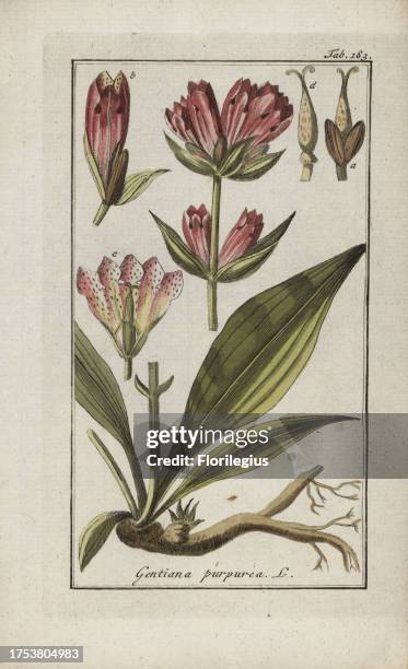 Purple gentian, Gentiana purpurea. Handcoloured copperplate botanical engraving from Johannes Zorn's 'Afbeelding der Artseny-Gewassen,' Jan...