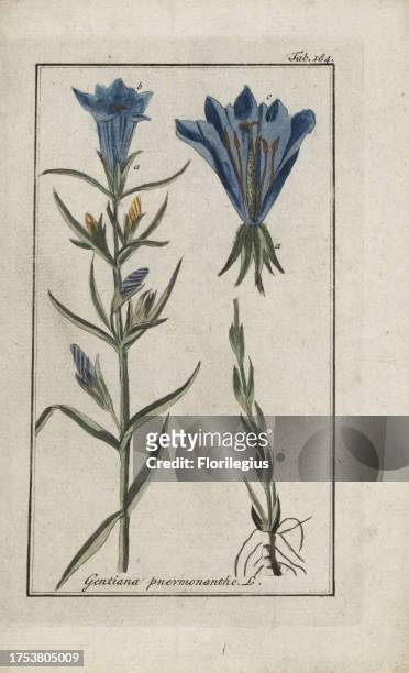 Marsh gentian, Gentiana pneumonanthe, native to Europe. Handcoloured copperplate botanical engraving from Johannes Zorn's 'Afbeelding der...