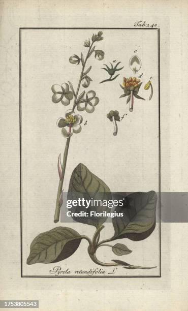 Round-leaved wintergreen, Pyrola rotundifolia. Handcoloured copperplate botanical engraving from Johannes Zorn's 'Afbeelding der Artseny-Gewassen,'...