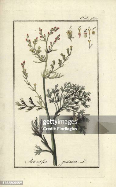 Judean wormwood, Artemisia judaica. Handcoloured copperplate botanical engraving from Johannes Zorn's 'Afbeelding der Artseny-Gewassen,' Jan...