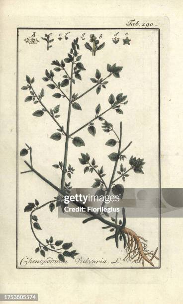 Stinking goosefoot, Chenopodium vulvaria. Handcoloured copperplate botanical engraving from Johannes Zorn's 'Afbeelding der Artseny-Gewassen,' Jan...