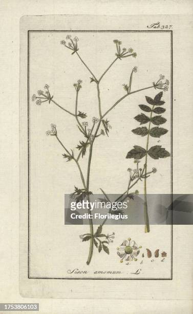 Stone parsley, Sison amomum. Handcoloured copperplate botanical engraving from Johannes Zorn's 'Afbeelding der Artseny-Gewassen,' Jan Christiaan...