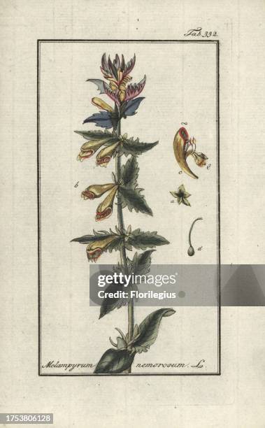 Wood cow-wheat, Melampyrum nemorosum. Handcoloured copperplate botanical engraving from Johannes Zorn's 'Afbeelding der Artseny-Gewassen,' Jan...