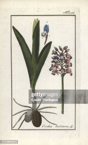 Military orchid, Orchis militaris. Handcoloured copperplate botanical engraving from Johannes Zorn's 'Afbeelding der Artseny-Gewassen,' Jan...