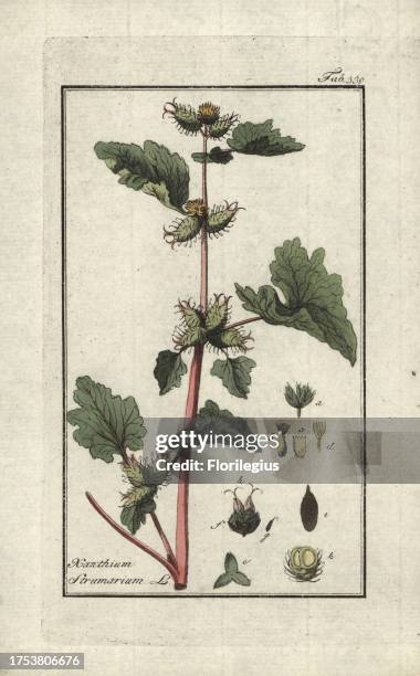 Cocklebur, Xanthium strumarium. Handcoloured copperplate botanical engraving from Johannes Zorn's 'Afbeelding der Artseny-Gewassen,' Jan Christiaan...
