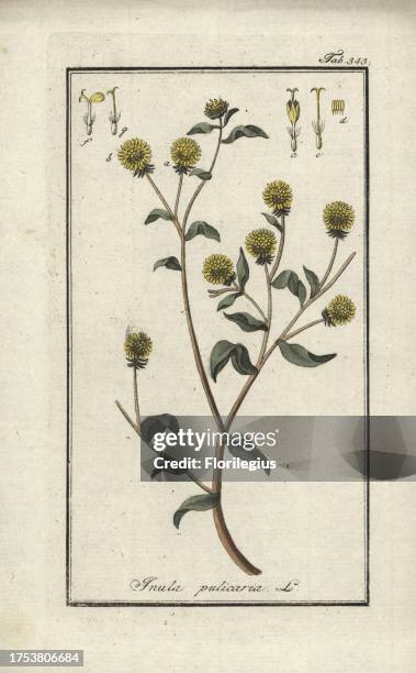 Lesser fleabane, Inula pulicaria. Handcoloured copperplate botanical engraving from Johannes Zorn's 'Afbeelding der Artseny-Gewassen,' Jan Christiaan...