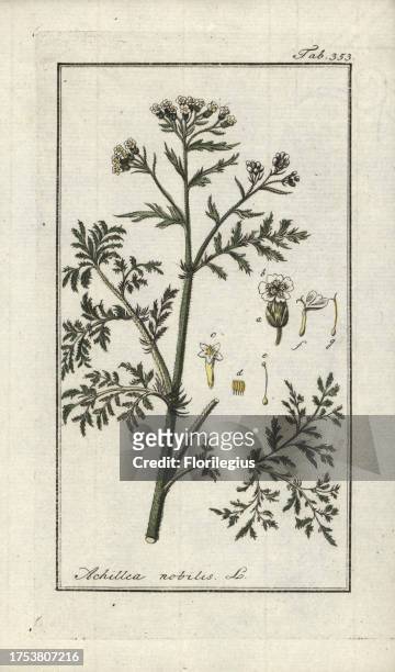 Noble yarrow, Achillea nobilis. Handcoloured copperplate botanical engraving from Johannes Zorn's 'Afbeelding der Artseny-Gewassen,' Jan Christiaan...