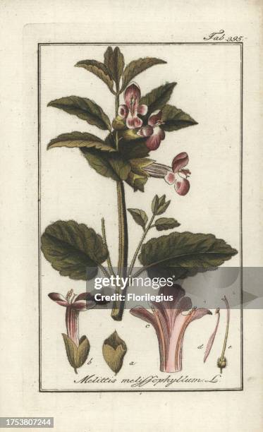Bastard balm, Melittis melissophyllum. Handcoloured copperplate botanical engraving from Johannes Zorn's 'Afbeelding der Artseny-Gewassen,' Jan...