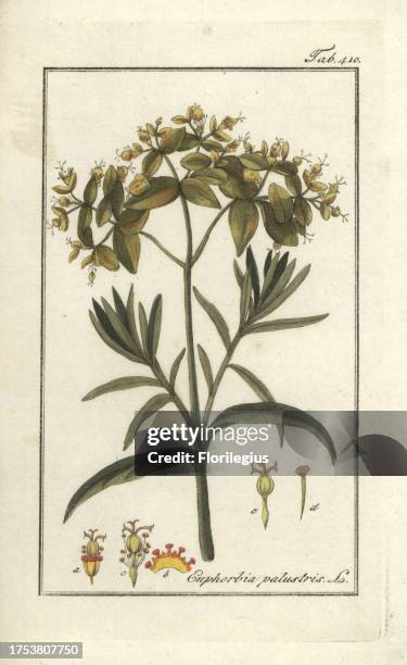 Marsh spurge, Euphorbia palustris. Handcoloured copperplate botanical engraving from Johannes Zorn's 'Afbeelding der Artseny-Gewassen,' Jan...