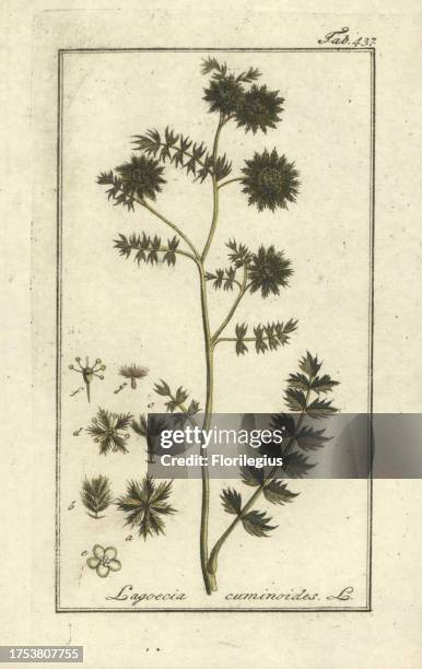 Wild cumin, Lagoecia cuminoides. Handcoloured copperplate botanical engraving from Johannes Zorn's 'Afbeelding der Artseny-Gewassen,' Jan Christiaan...