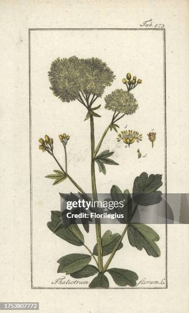 Meadow rue, Thalictrum flavum. Handcoloured copperplate botanical engraving from Johannes Zorn's 'Afbeelding der Artseny-Gewassen,' Jan Christiaan...