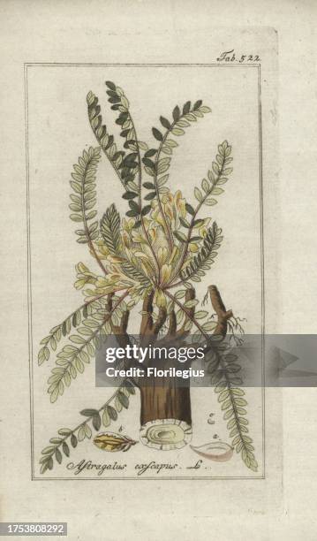 Stemless milkvetch, Astragalus exscapus. Handcoloured copperplate botanical engraving from Johannes Zorn's 'Afbeelding der Artseny-Gewassen,' Jan...