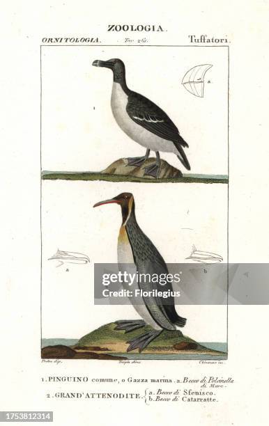 Razorbill, Alca torda, and emperor penguin, Aptenodytes forsteri. Handcoloured copperplate stipple engraving from Antoine Jussieu's 'Dictionary of...
