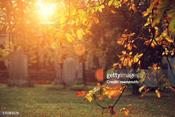 autumn sunlight in the cemetery - churchyards stock pictures, royalty-free photos & images