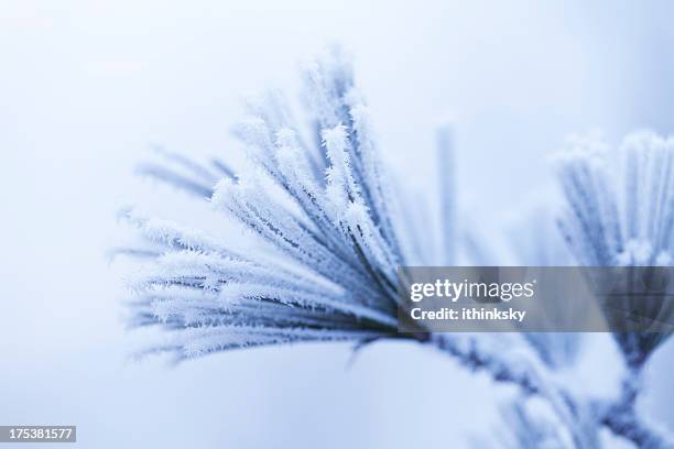 frosty pine leaf - lovely frozen leaves stock pictures, royalty-free photos & images