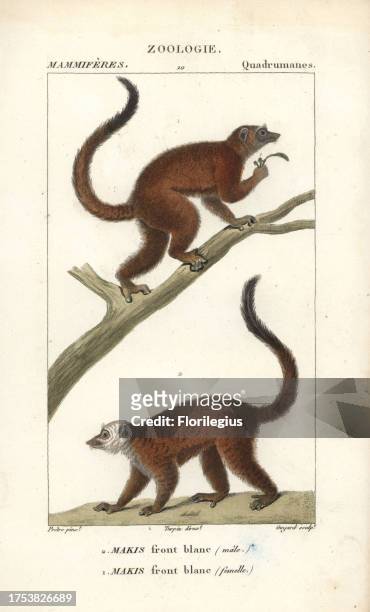 White-headed lemur, Eulemur albifrons, male and female . Vulnerable. Handcoloured copperplate stipple engraving from Frederic Cuvier's 'Dictionary of...