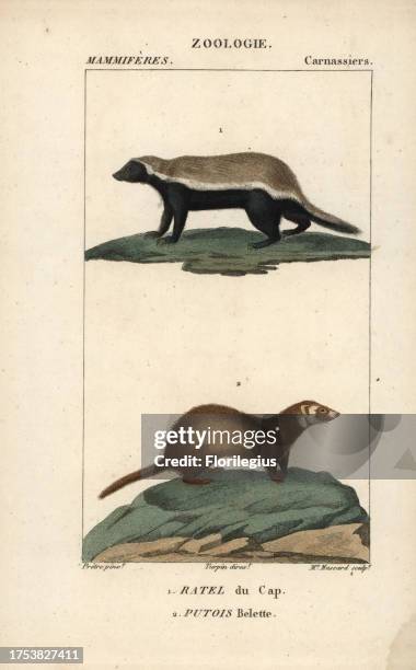 Honey badger, Mellivora capensis, and least weasel, Mustela nivalis. Handcoloured copperplate stipple engraving from Frederic Cuvier's 'Dictionary of...