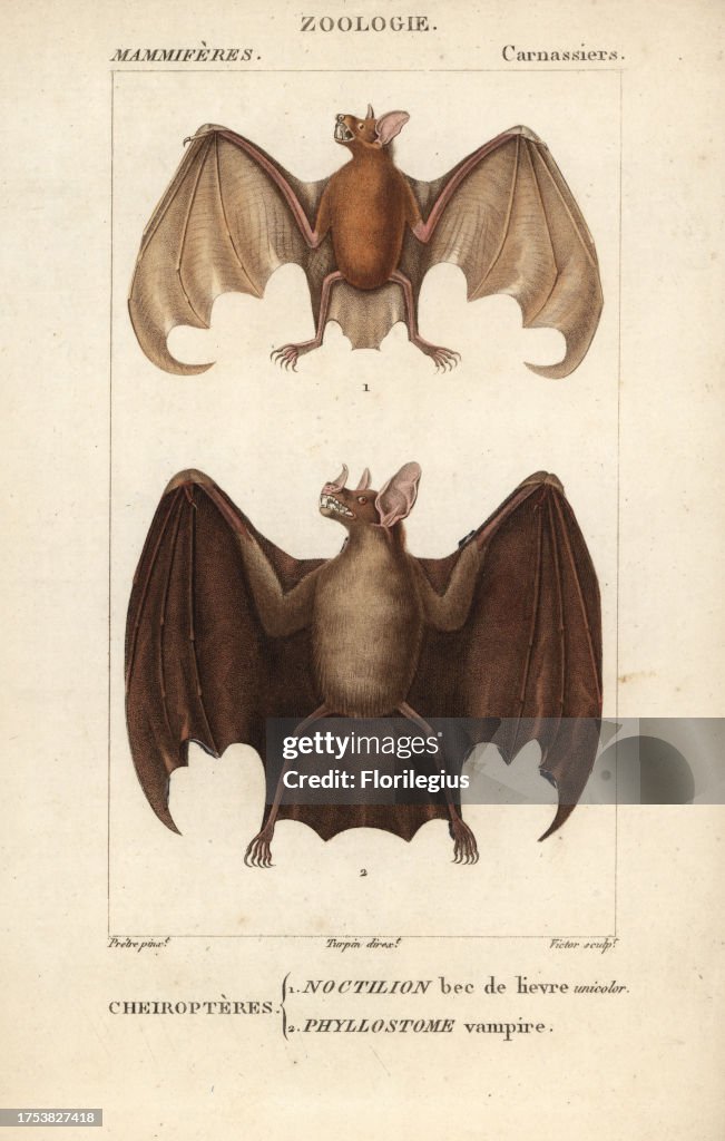 Bats from Frederic Cuvier's 'Dictionary of Natural Science: Mammals,' Paris, 1816