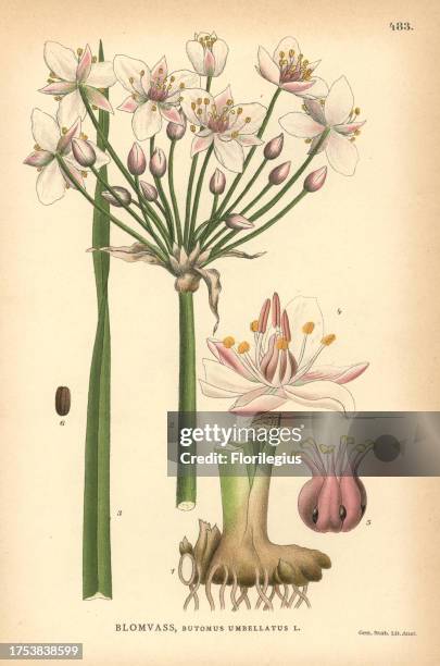 Flowering rush, Butomus umbellatus. Chromolithograph from Carl Lindman's 'Bilder ur Nordens Flora' , Stockholm, Wahlstrom & Widstrand, 1905. Lindman...