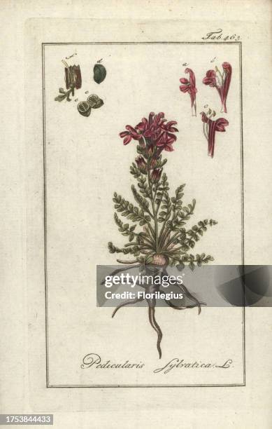 Common lousewort, Pedicularis sylvatica. Handcoloured copperplate botanical engraving from Johannes Zorn's 'Afbeelding der Artseny-Gewassen,' Jan...