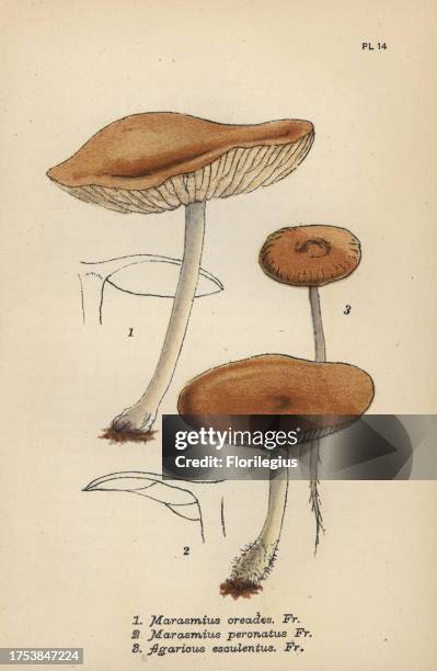 Fairy ring champignon, Marasmius oreades 1, false champignon, Marasmius peronatus 2, and nagelschwamme, Agaricus esculentus 3. Chromolithograph of an...